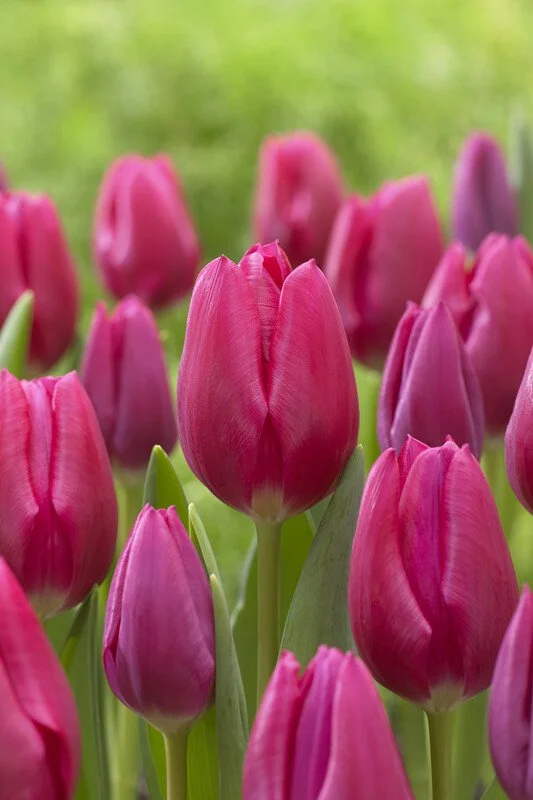 Pink Impression Rose Pink Tulip Bulbs (25 Pack) | Premium Dutch